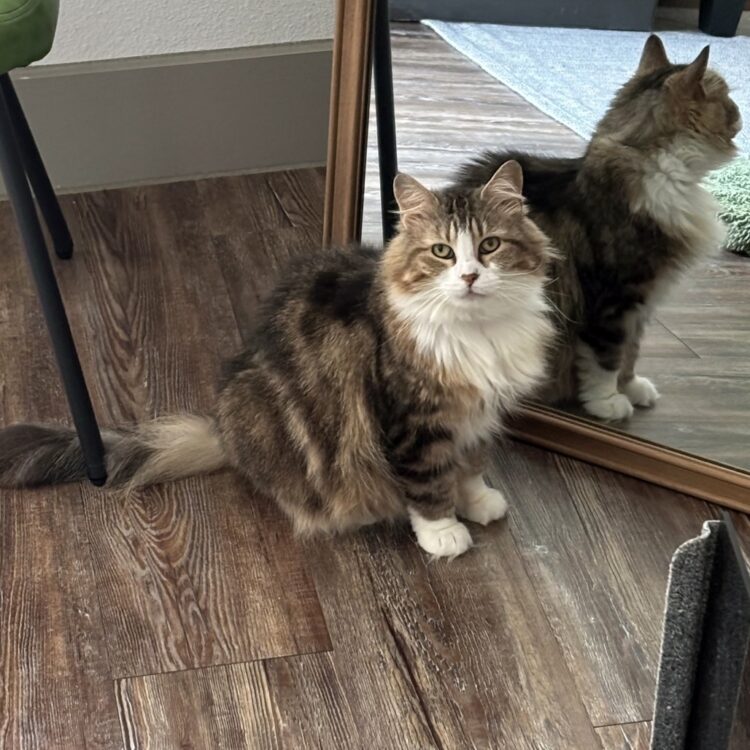 Mrs. Mac - Featured cat May 2026