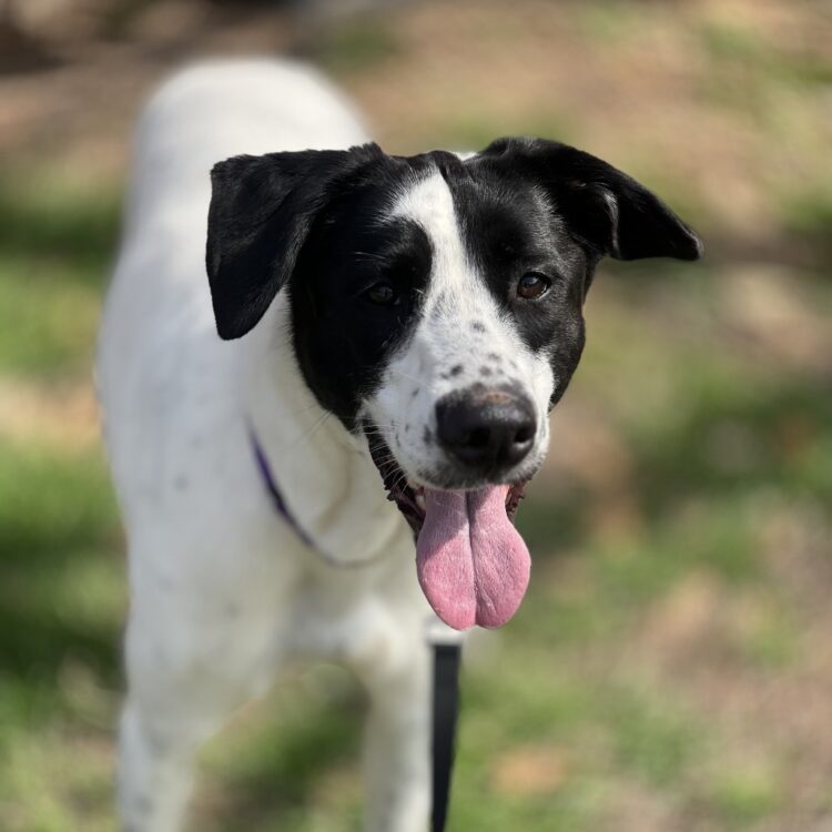 Yuki - Featured dog May 2026