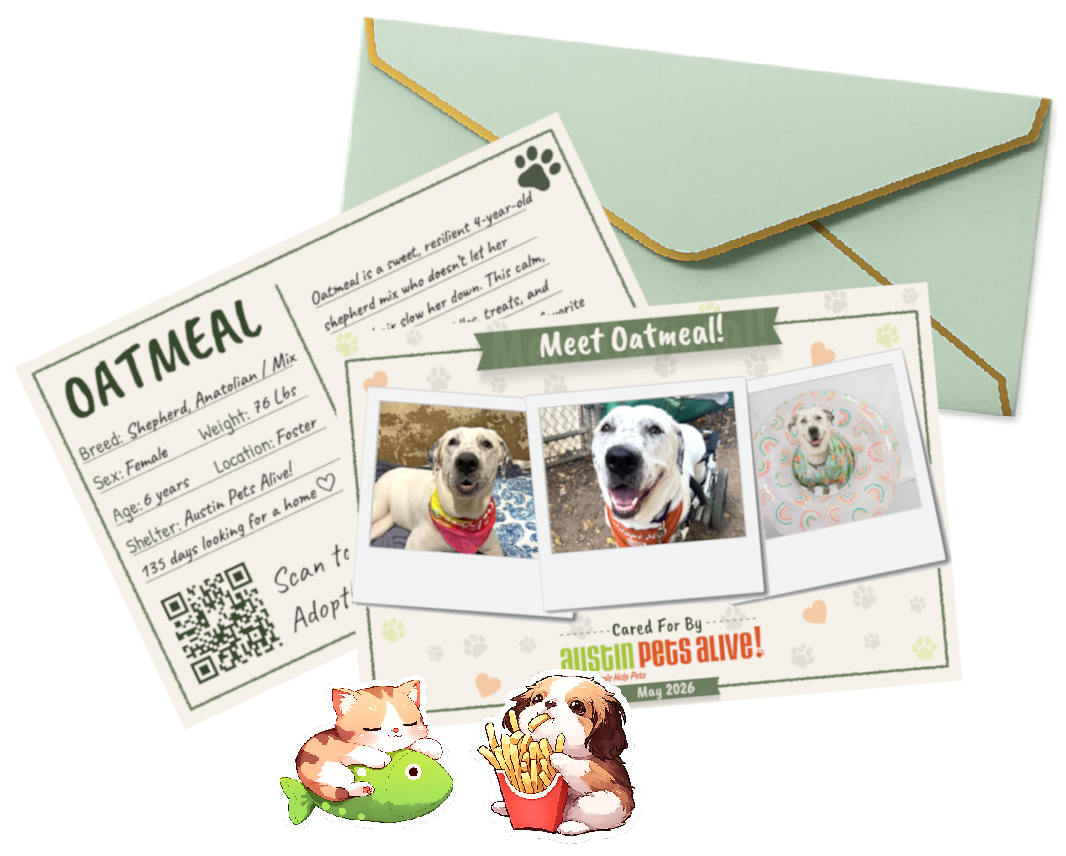 Austin Pet Post postcards